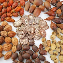 中药材果子材料风干植物 DIY手工制作心意创意礼物精美果实复古