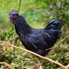 湖北优质粮食喂养五黑绿壳蛋鸡黑鸡