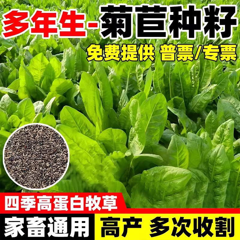 将军大叶菊苣草种籽多年生牧草种子四季养殖猪鸭鹅鸡兔牛羊猪草孑