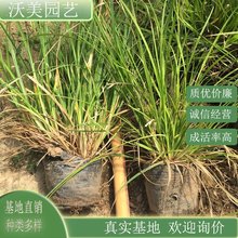 崂峪苔草 观赏型地被绿化小杯苗 地被种植护坡用 小区园林观赏