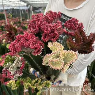 �����뻨��ɫ����������ֲ���҃���������ȩ��ݗ��G��������՚�