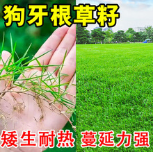 批发狗牙根草籽耐旱四季常青护坡固土工程绿化草种子厂家直供