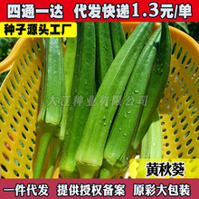 秋葵种子种孑籽黄红秋葵种子阳台盆栽农家庭院四季播种蔬菜种子