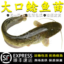 ����T�~���Ϸ�����T���T�~�絭ˮ�Bֳʳ������·��������T�~��