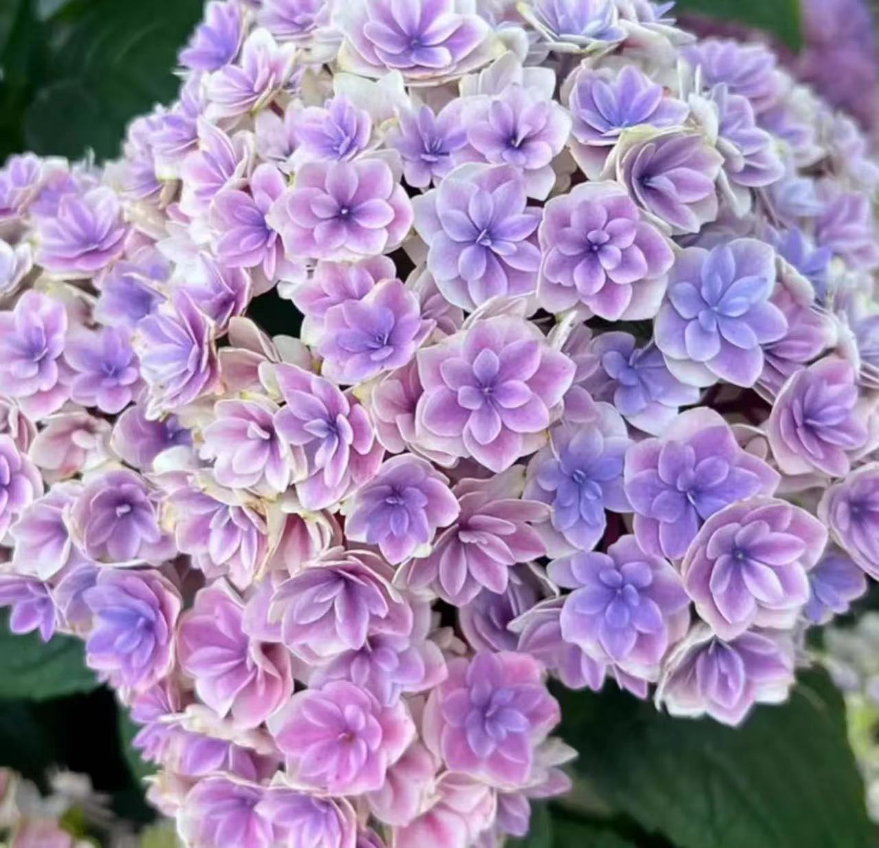 인기 라이트 퍼플(샬롯) 2갤런 - 높이 30-65cm 69.9엔 세면대 포함