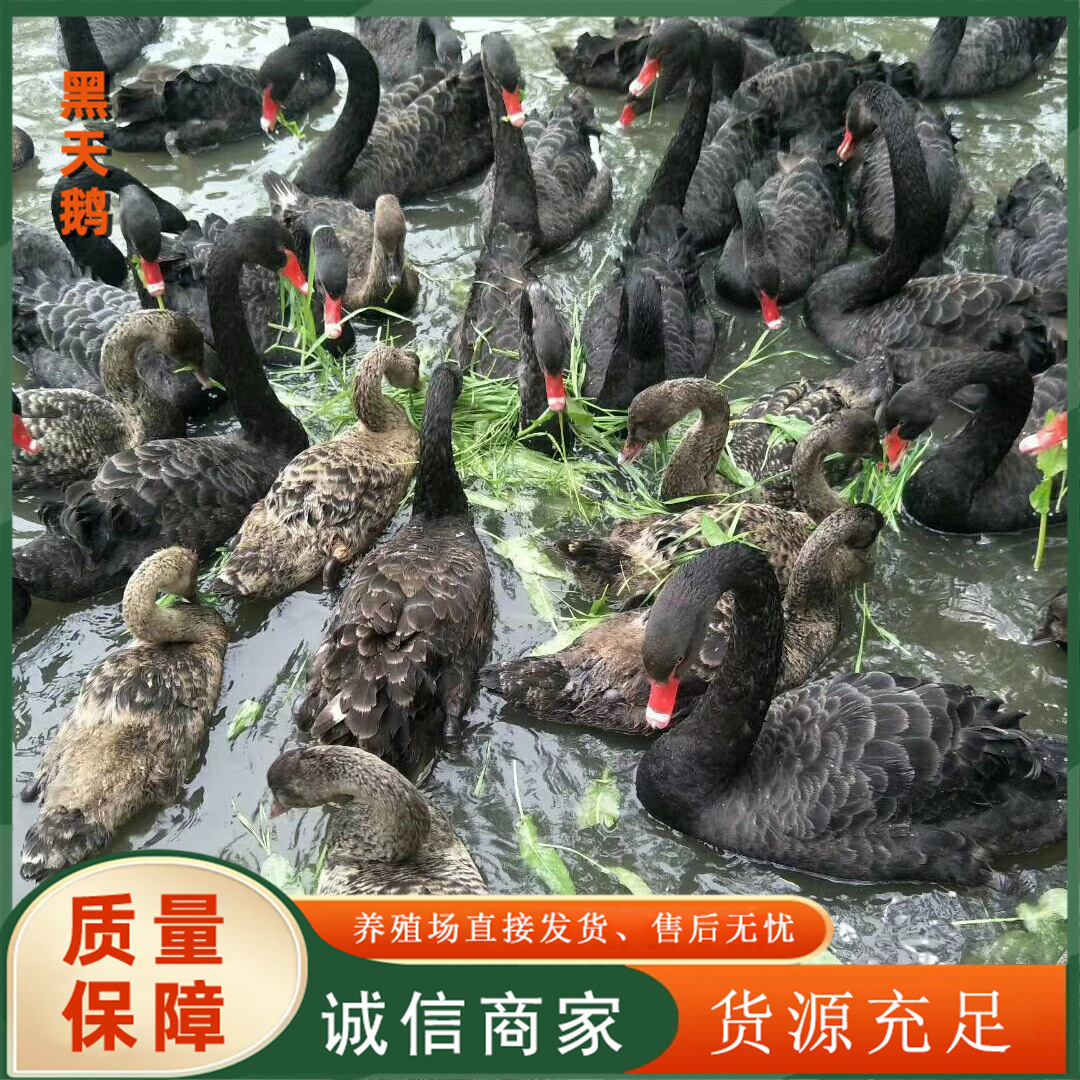 c2ce6ad0507f11cdfb888d85073958