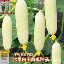 ˮ���׹ϷN�����Դ�������S�ϷN�Ӹ߮a�����ͺ�����ˮ���߲˷N��