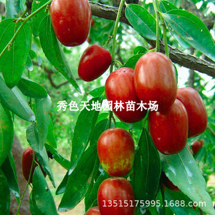 �ӱ����ݽ�zС������޽ӽ�zС�����ۗ������Ե����Ϸ������Nֲ