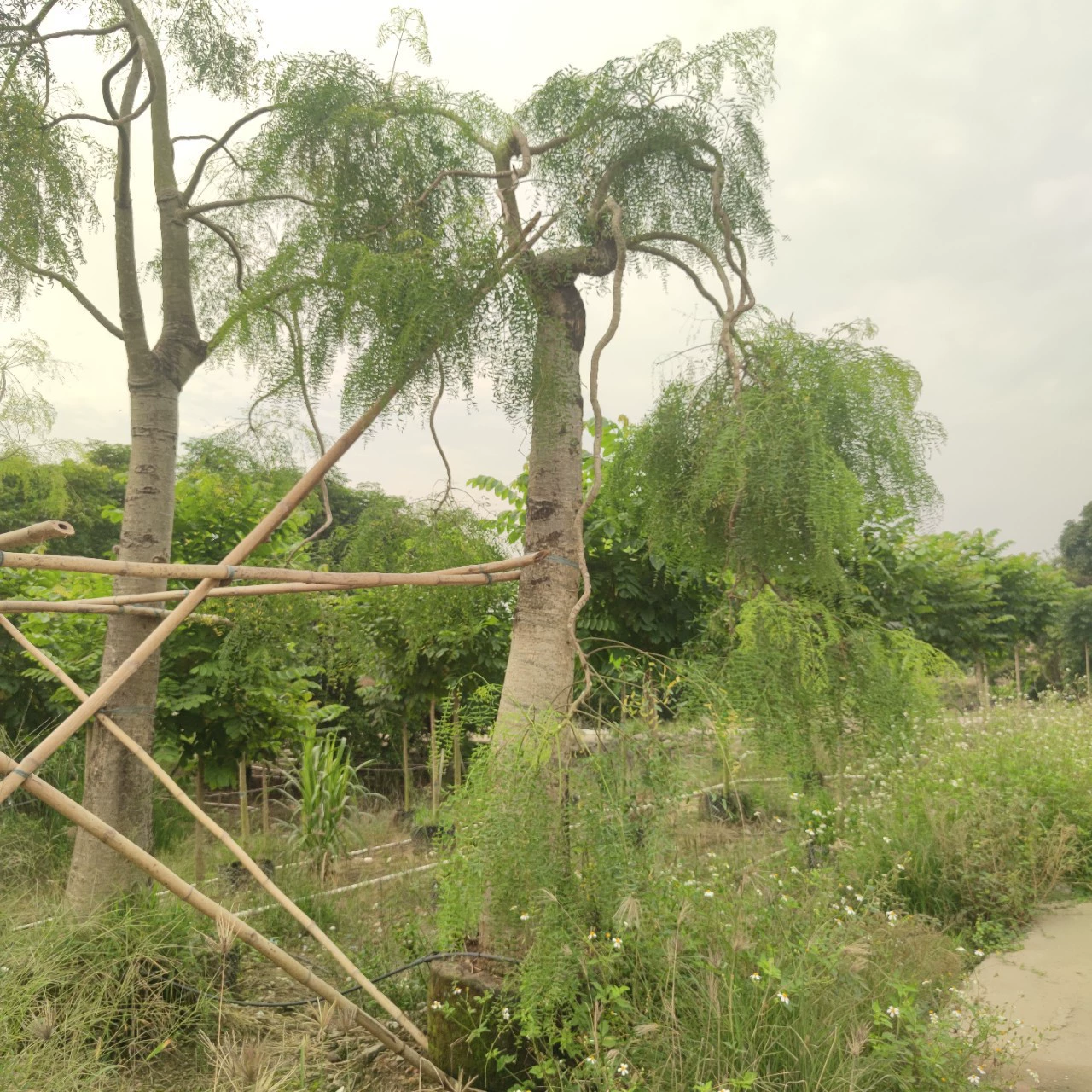 2310 саженская ферма поставляет слоновое дерево 20-50cm тропическая беседка двор вилла ландшафтный оранжерея Ботанический сад