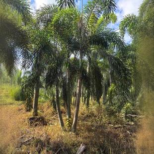 Single Pole Multi-Pole Clump Foxtail Coconut 3-5 Poles 2- 7m Highland Seedling Base Direct Sales Greening Road Municipal Use
