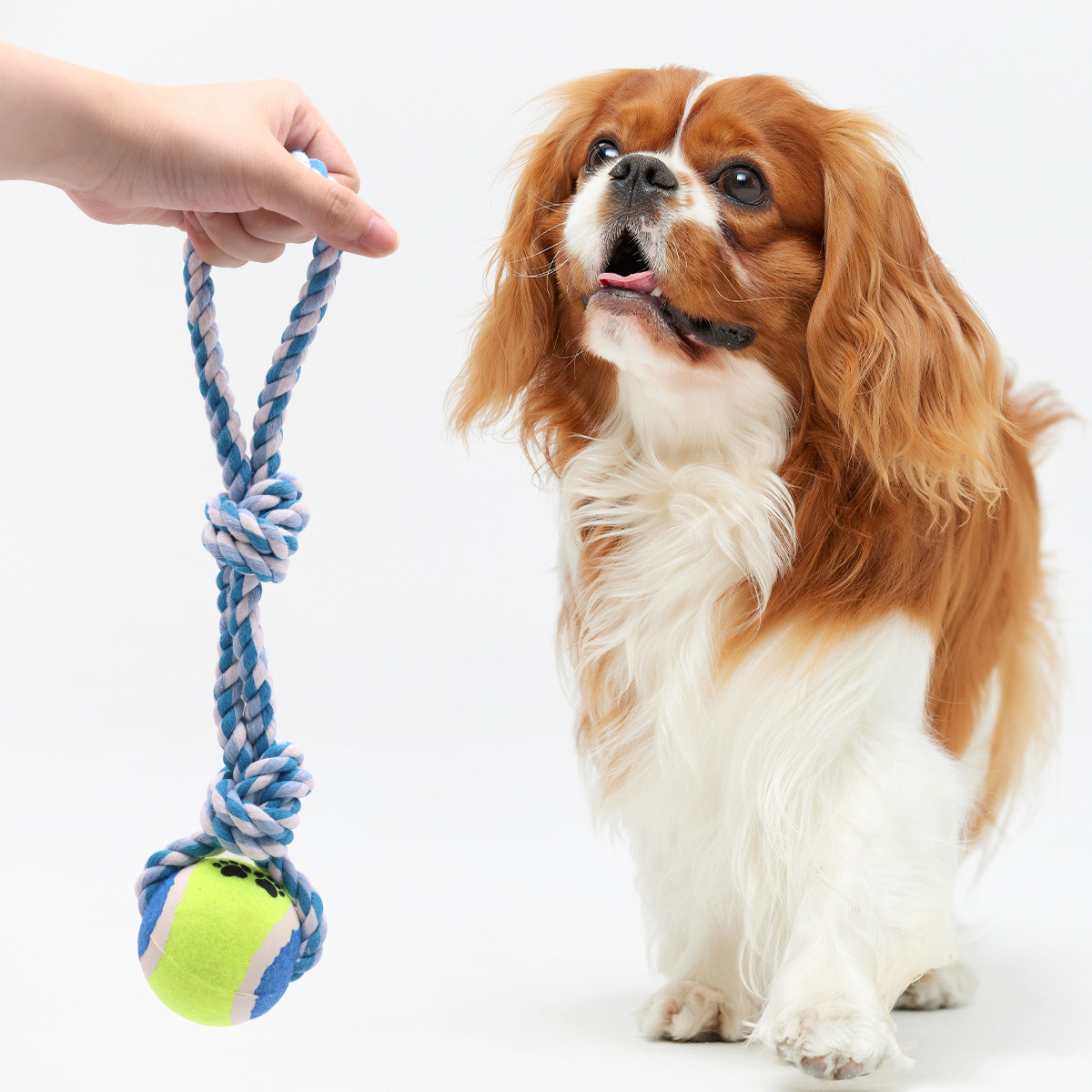Perro perro mordiendo la cuerda El juguete del perro muerde no está mal