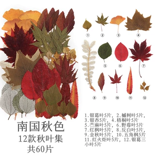 干花压花材料包外贸热销 diy滴胶干花花瓣妆 真花真树叶 植物标本