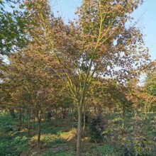 鸡爪槭小苗 小叶鸡爪槭 鸡爪枫 槭树 江西小叶鸡爪槭 九江鸡爪槭