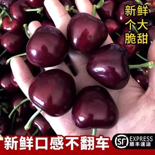 SF Source Supply Cherry Fresh Fruit Cherry Wisher