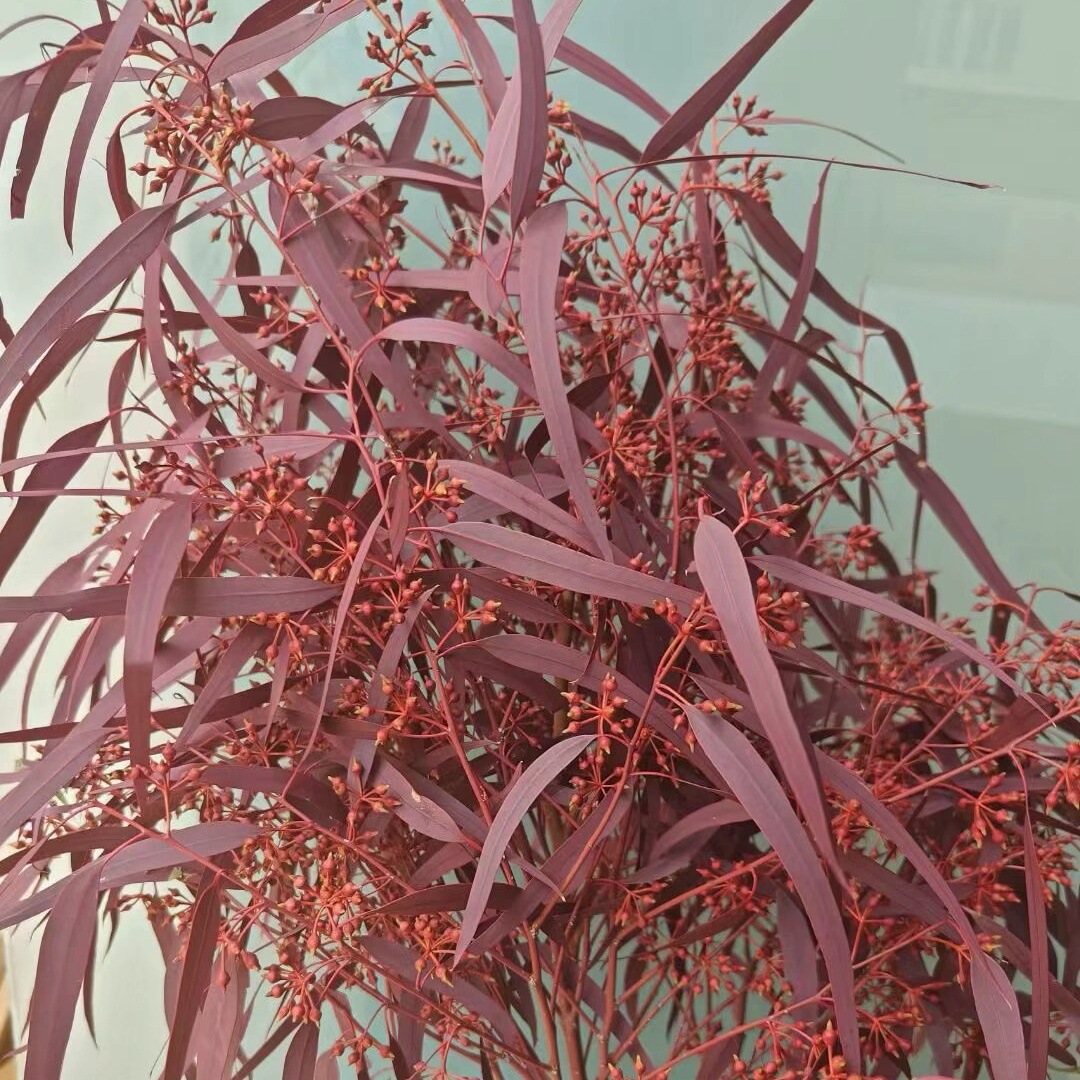 기장 과일 잎 빨간색