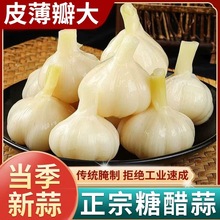 糖醋蒜头糖蒜新蒜蒜腌大蒜头咸菜泡菜下饭菜火锅同款酸甜新鲜开胃