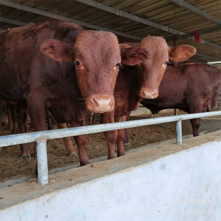 ����������ţ�كr�����T����������ţ�� ��ľٝţ �����Rţ����