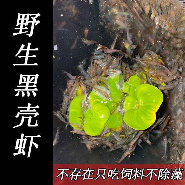 100 wild black shell shrimps, 50 free for loss (150 in total)