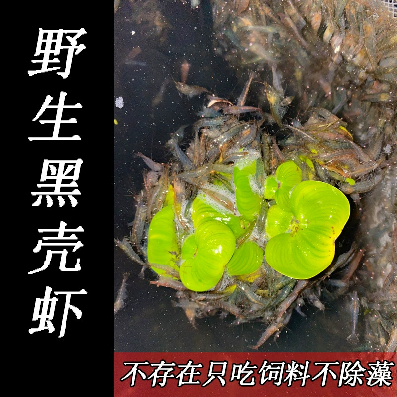 Aquatic Algae-Eating White Shrimp for Freshwater Tanks, Sizes 2–5 cm, Multiple Pack Options