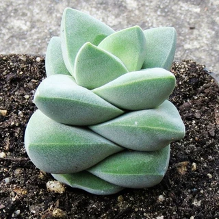 纪之川多肉植物青锁龙属新手多肉植物组合童话园艺肉肉老桩