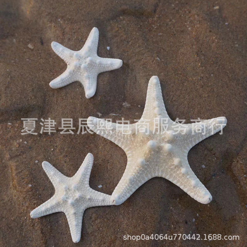 Natural shell and conch series bread-shaped five-fingered starfish specimens for home collection and decoration, wholesale from manufacturer
