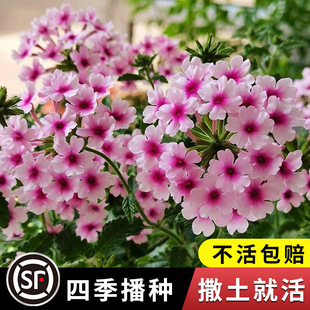 Broad-Leaf Beauty Cherry Seeds Live as Soon as They See the Soil. Flower Seeds. Beauty Cherry Potted Paving Brocade. Four-Season Hydrangea Beauty Seeds