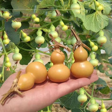 四季盆栽手捻小葫芦种子观赏迷你葫芦种子特小天然文玩种子大全