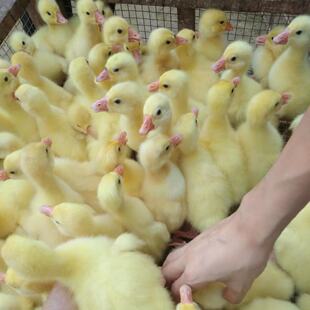 С�Z�����N���Z����B�����Z���Ӯa���Z�ļ��ZÓ������С�Z�r��