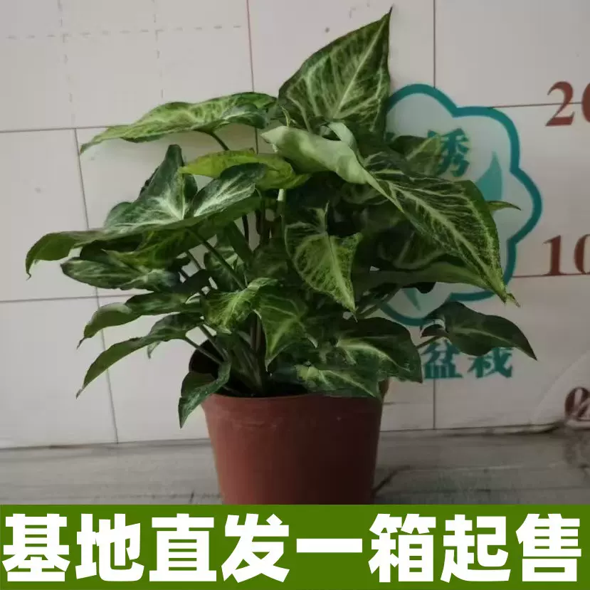 花卉盆栽鸭脚木洞洞竹芋绿萝杏叶藤黄金葛紫萝兰龟背竹植物墙盆苗