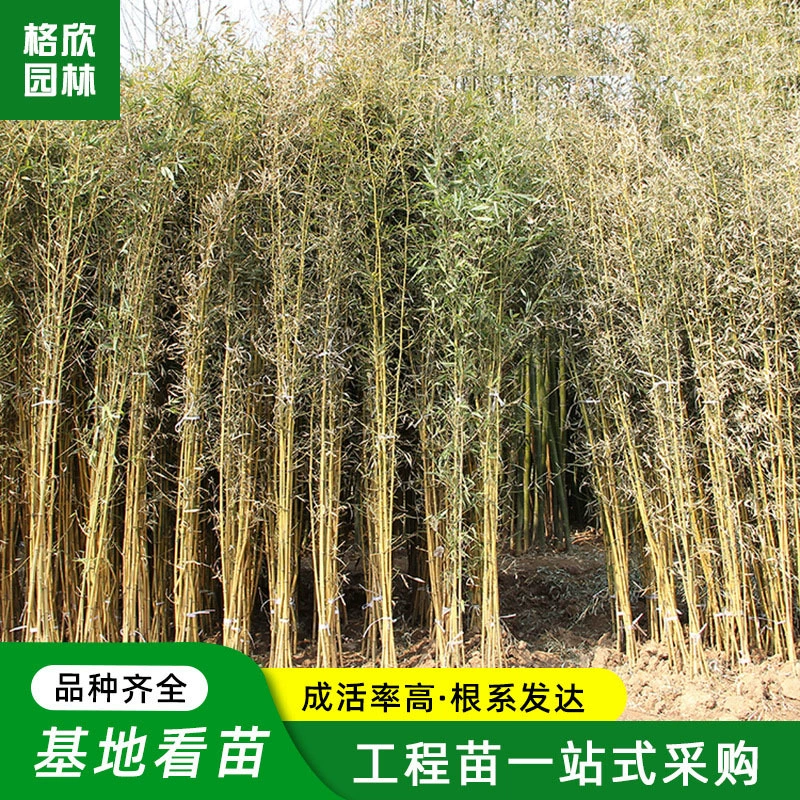 Золотые инкрустированные саженцы нефрита бамбука Зеленые саженцы бамбука Luohan бамбуковые стены двора бамбуковые саженцы в горшках морозостойкий золотой бамбук