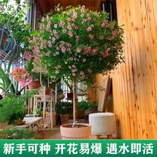 小木槿棒棒糖盆栽四季开花植物室内阳台庭院好养开花不断易活花卉