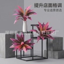 ���滨���l�Gֲ�쾰�b��콶�~ 18�^�tɫ����ľ��Ѫ��tɫ�~��