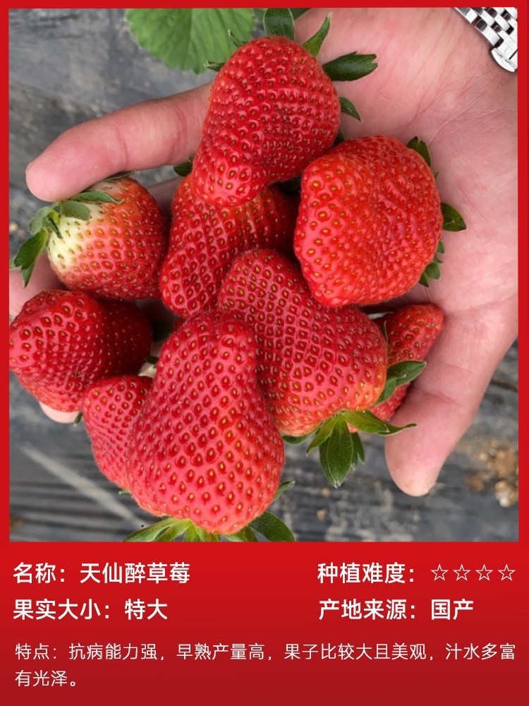 Tianxianzui Strawberry 15ต้น (ห่อด้วยดิน) เพื่อส่งปุ๋ย