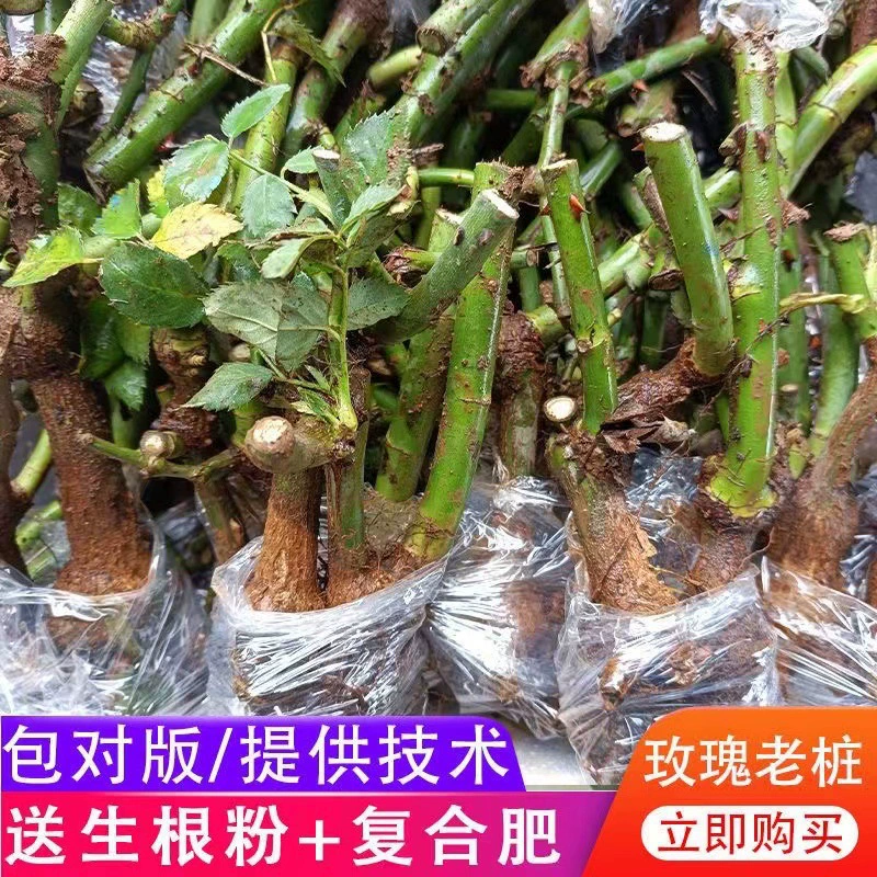 Розы старые пни цветочные саженцы в помещении и в помещении