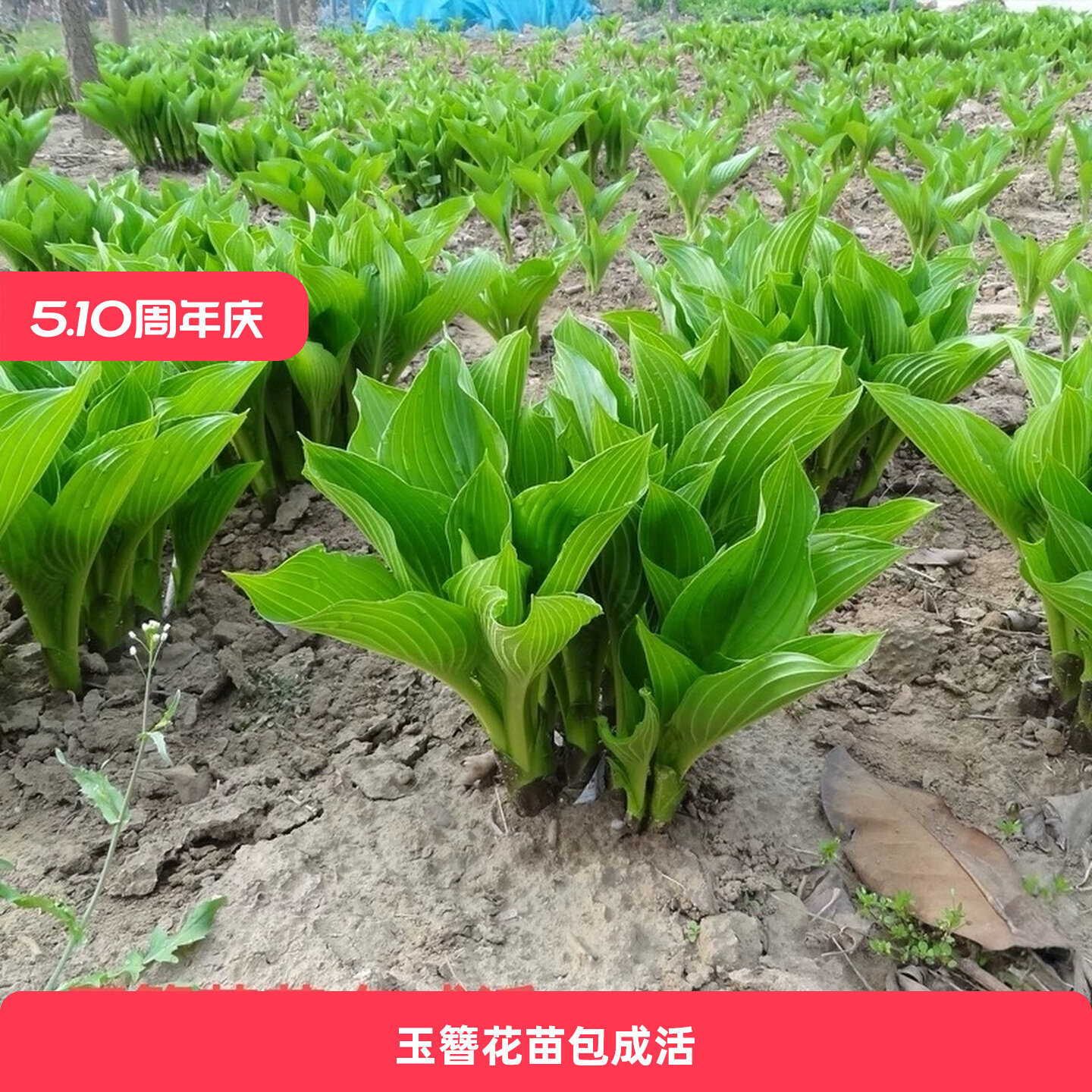 �����������Ի���ֲ��ͥԺ���@�ر����~�Gֲ����ͺ����������B��