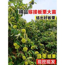 板栗苗树南北方栗子迁西板栗苗大红袍嫁接种植当年结果水果树果苗