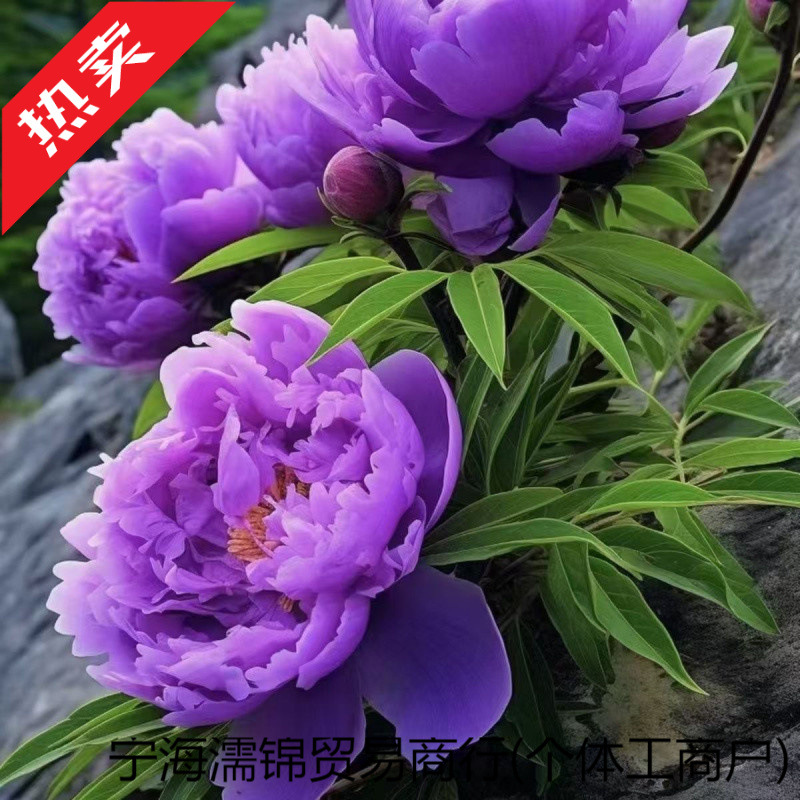 重瓣芍药庭院花卉四季芍药根块花卉大全花客厅摆放花苗种牡丹花苗