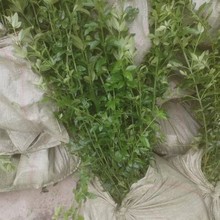 ���ع���ӭ���� �߶�100~200���ֿ��x ӭ�������Ի��ع���ֱ�N