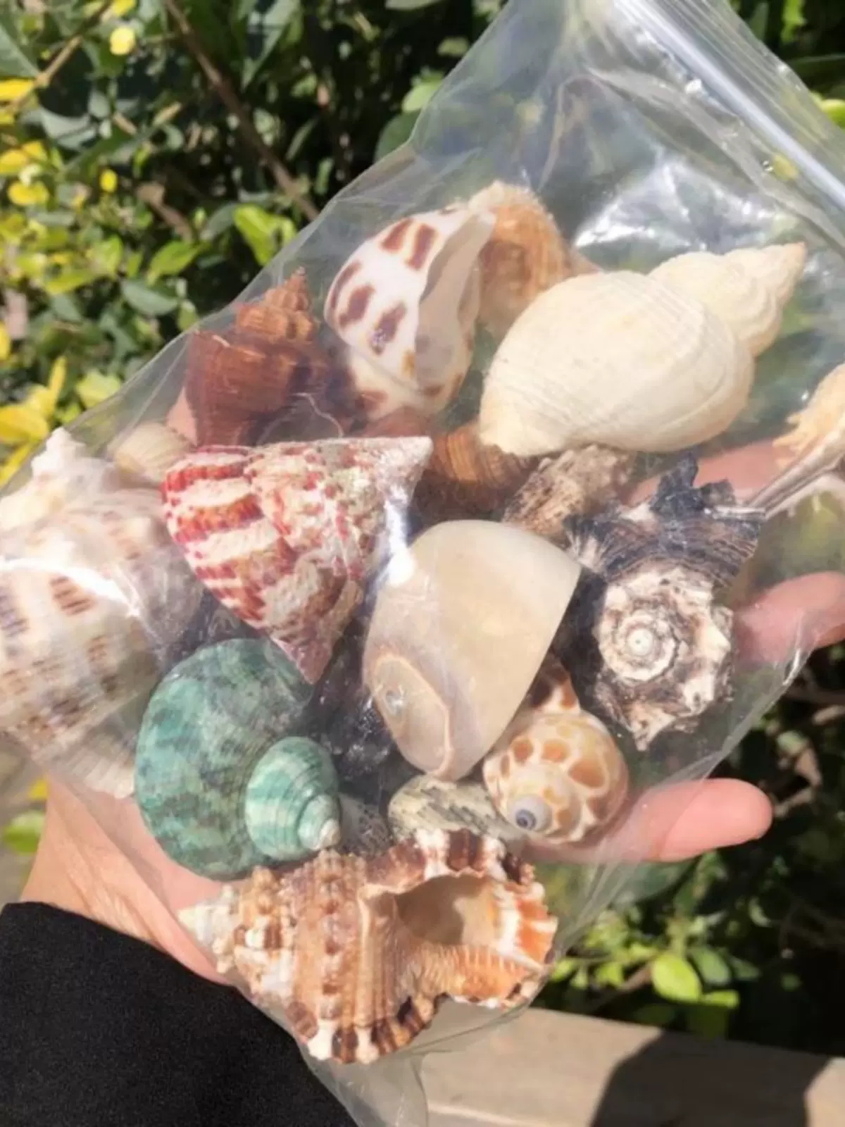 包邮豆丁寄居蟹替换壳天然海螺贝壳鱼缸装饰品调节水质硬度壳