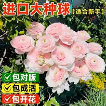 进口花毛茛洋牡丹盆栽重瓣种球根种子花苗室内外四季开花植物花卉