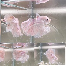 ̩�����~�鼆�^�p�~С�͵�ˮ�~���B����ˮ���~�Ꭷ�۰׻��w�~�ͻ�