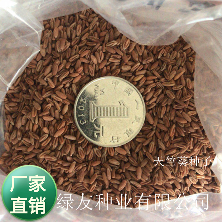 批发多年生宿根天竺葵花种子洋绣球花盆栽四季播种花卉香草种子