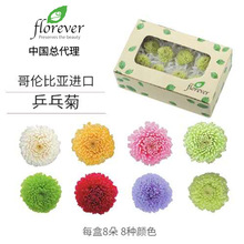 florever中国总代理进口永生花保鲜花乒乓菊diy 8朵装直径2.5-3cm