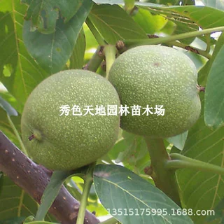 核桃苗9518嫁接苗特大薄皮核桃树苗南北方四季种植果树苗当年结果