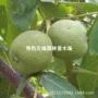 四季种植特大薄皮核桃苗