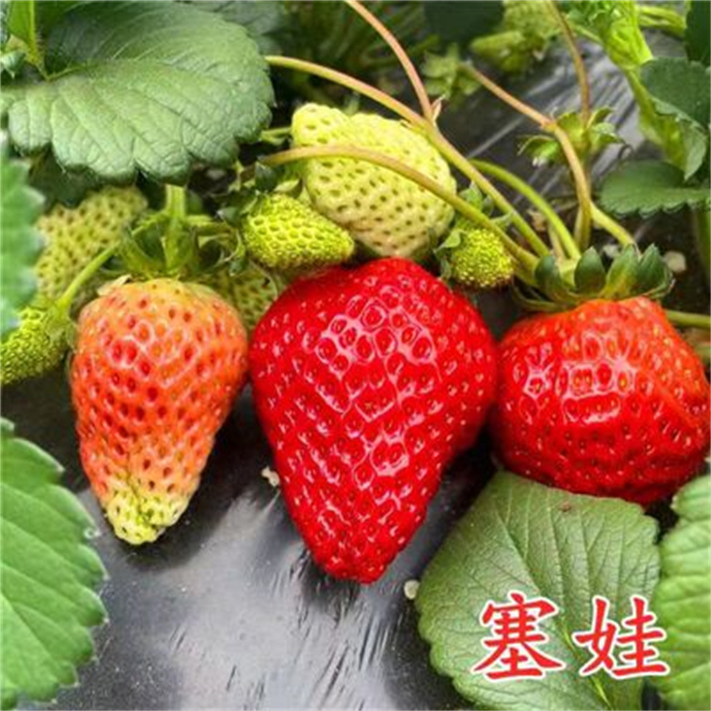圣诞红四季草莓苗盆栽带土带果带当年结果食用红颜牛奶草莓秧阳台