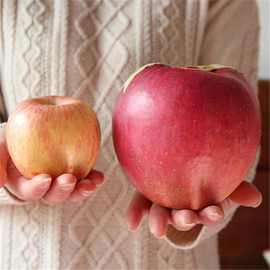 批发新品种世界一号特大苹果树苗晚熟红苹果嫁接苗南北方种植当年