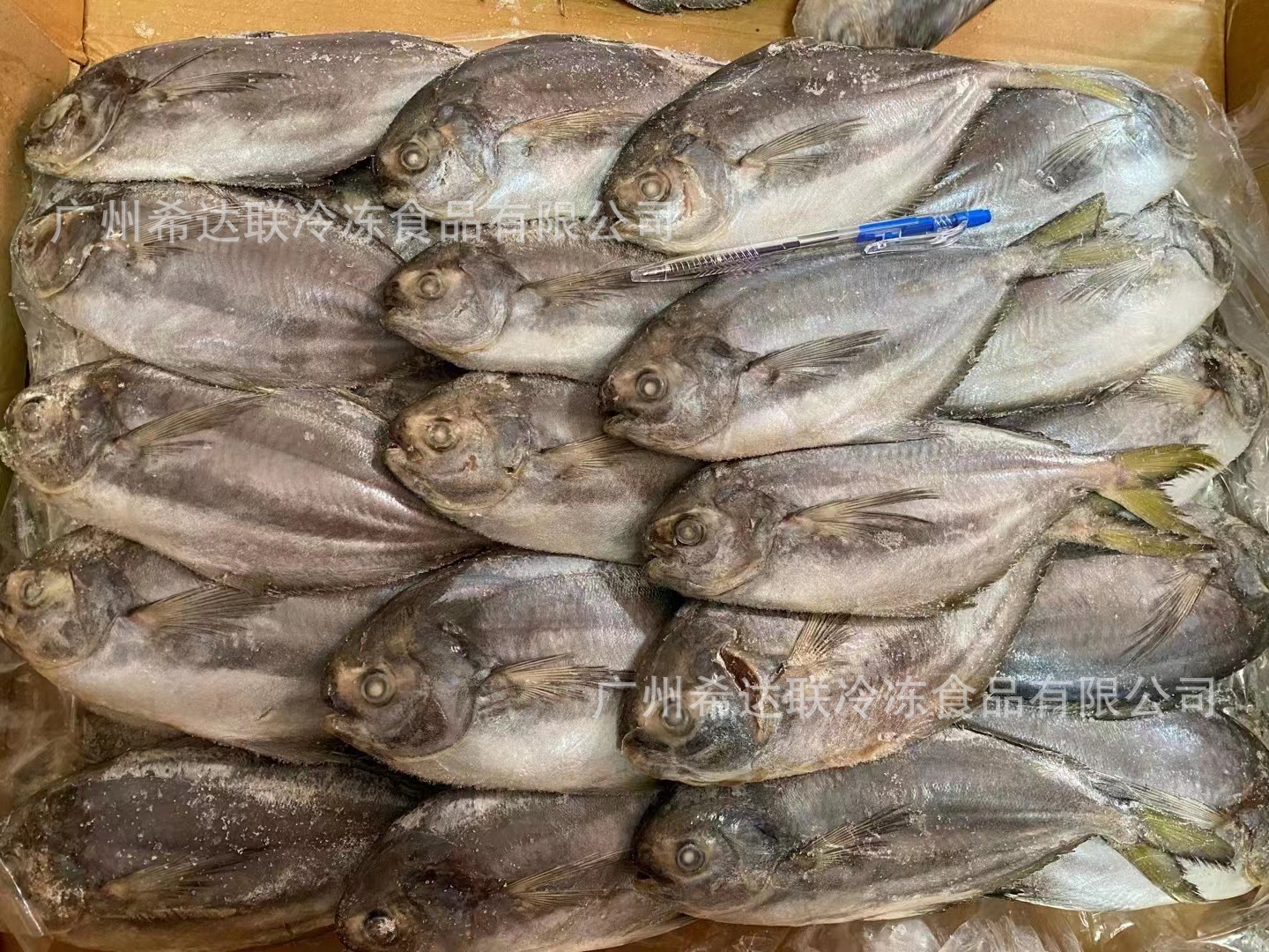 南美黑鲳鱼 100-200克规格19斤/件 冷冻黑仓鱼 平鲳鱼-阿里巴巴