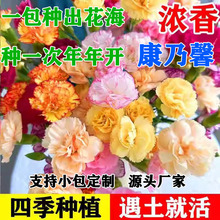 康乃馨花籽四季花卉观花植物易活室内外盆栽开花不断耐寒花种籽子