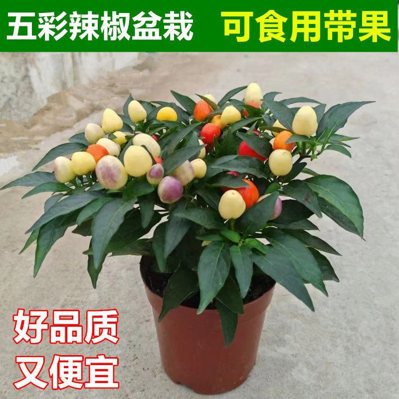 五彩椒盆栽七彩苹果椒圆泡椒朝天椒指天椒可食用带果四季开花结果